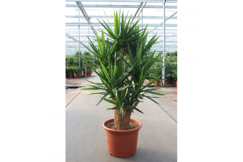 Yucca elephantipes Yucca elephantipes 4+ armen1 pp 