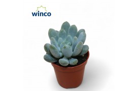 Echeveria Pachyveria Clavifolia