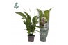 Spathiphyllum strauss 3+ - Air So Pure