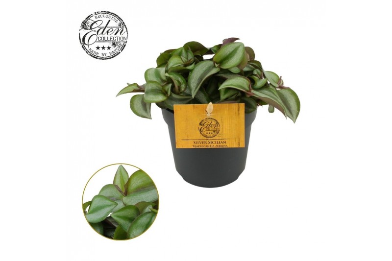 Tradescantia zebrina purpusii Trades. Zebrina Compacta 10,5cm 10 - 14  