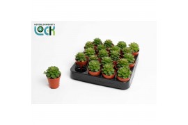 Echeveria Echeveria Afines