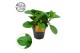 Peperomia obtusifolia green gold Peperomia Obtusifolia Groen 12cm 