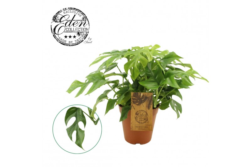 Monstera Monstera Minima 15cm 1 pp 