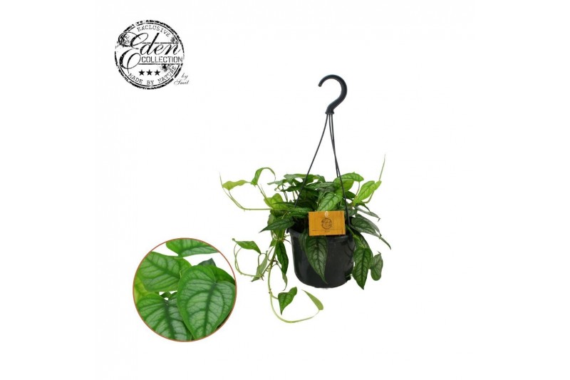 Monstera siltepecana Monstera Siltepecana 15cm HP 1 pp 