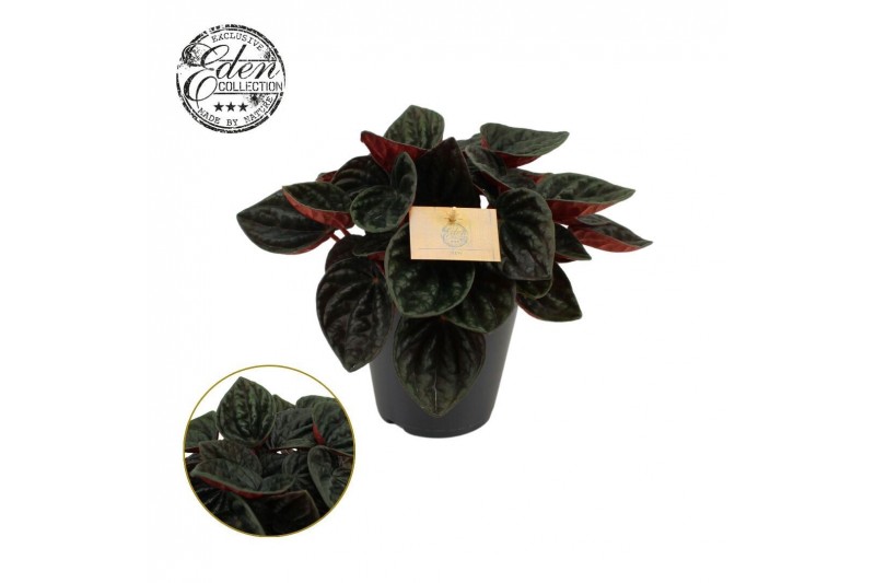 Peperomia caperata lilian Peperomia rojo Grande 15cm 5 pp 