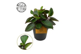 Peperomia clusiifolia red margin Peperomia Clussifolia Red Margin 15cm