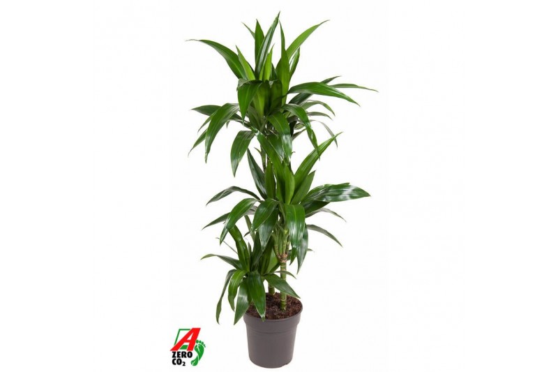 Dracaena fragr. janet craig Dracaena Janet Craig 60-30-15pp 