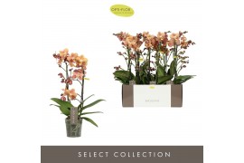 Phalaenopsis multiflora oranje Exclusivo Monaco 2 spike18 bl. 2 tak/pl