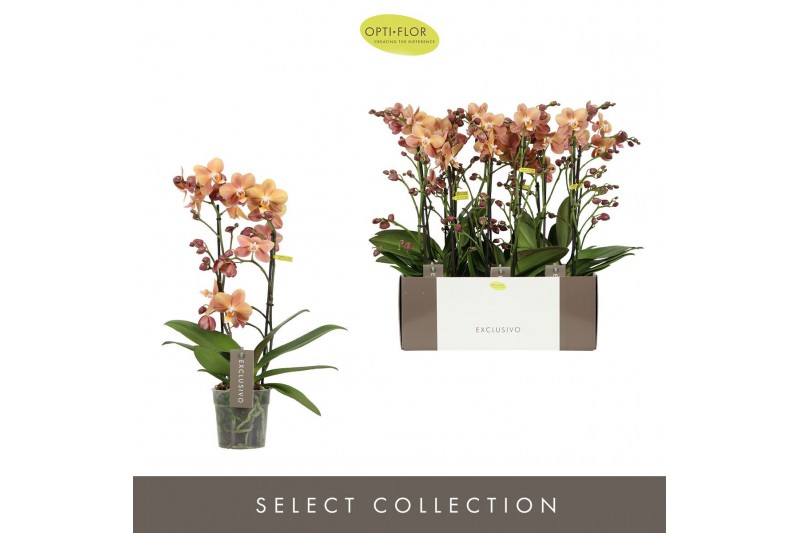 Phalaenopsis multiflora oranje Exclusivo Monaco 2 spike18 bl. 2 tak/pl 