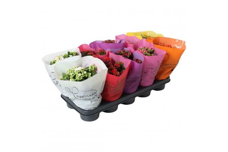 Kalanchoe roseflower mix Happiness Basic 