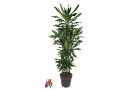 Dracaena fragr. janet lind Dracaena Janet Lind 120-carrouselpp