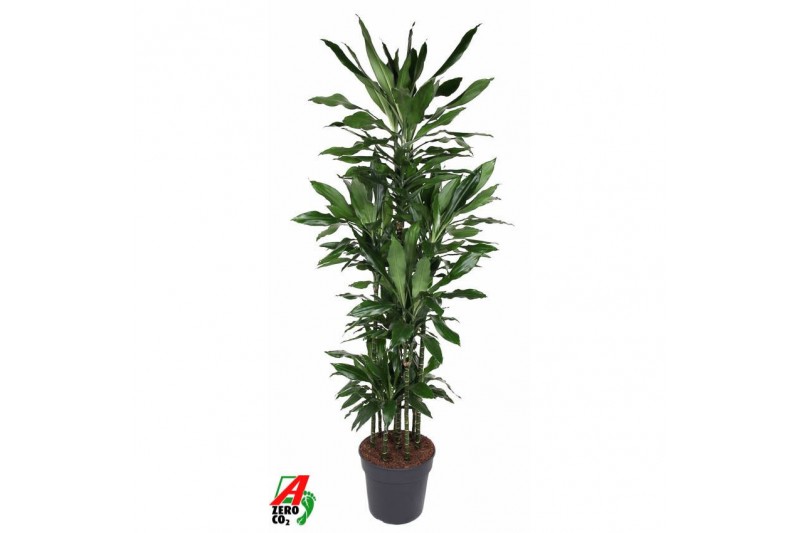 Dracaena fragr. janet lind Dracaena Janet Lind 120-carrouselpp 