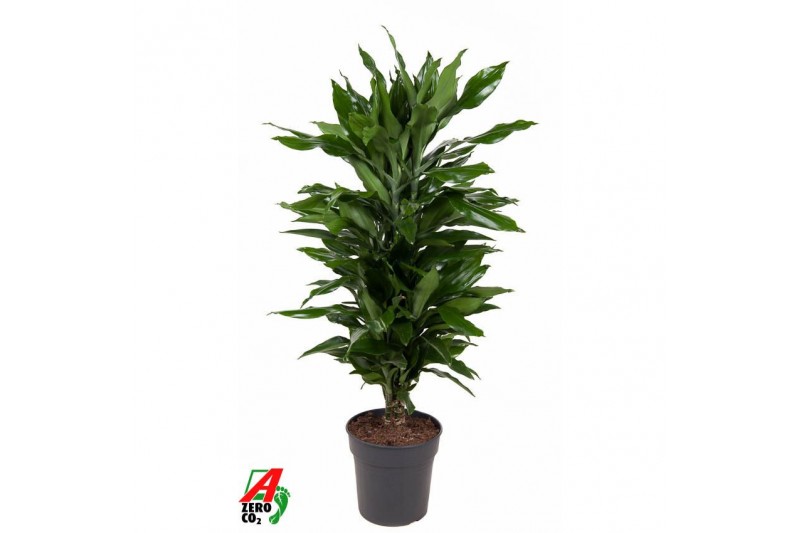 Dracaena fragr. janet lind Dracaena Janet Lind vertakt P24pp 