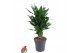 Dracaena fragr. janet lind Dracaena Janet Lind vertakt P21pp 