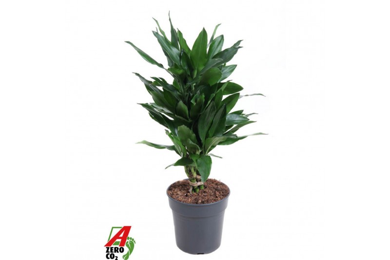 Dracaena fragr. janet lind Dracaena Janet Lind vertakt P21pp 
