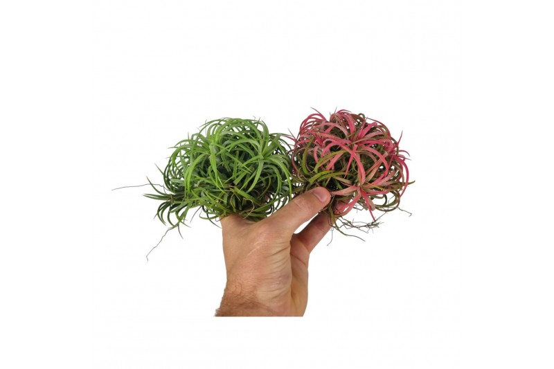 Tillandsia Tillandsia ionantha clumb mix large1 bl. 