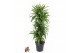 Dracaena fragr. der. lemon lime Dracaena Lemon Lime vertakt P31pp 