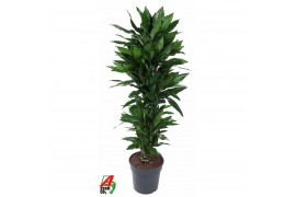 Dracaena fragr. janet lind Dracaena Janet Lind vertakt P31pp