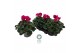 Cyclamen pers. super serrie mammoth Cyclamen Mammoth DarkViolet 32 cm  