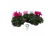 Cyclamen pers. super serrie mammoth Cyclamen Mammoth Gemengd in tray 3 
