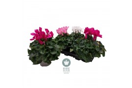Cyclamen pers. super serrie mammoth Cyclamen Mammoth Gemengd in tray 3