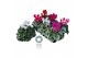 Cyclamen pers. midi super serie allure Cyclamen Midi Super Serie Allur 