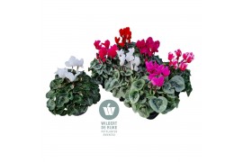 Cyclamen pers. midi super serie allure Cyclamen Midi Super Serie Allur