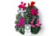 Cyclamen pers. midi super serie allure Cyclamen Midi Super Serie Allur 