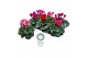 Cyclamen pers. midi super serie allure Cyclamen Midi Super Serie Allur 