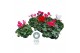 Cyclamen pers. midi super serie allure Cyclamen Midi Super Serie Allur 