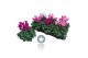 Cyclamen pers. midi super serie allure Cyclamen Midi Super Serie Allur 