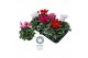 Cyclamen pers. midi super serie allure Cyclamen Midi Super Serie Allur 