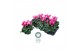 Cyclamen pers. midi super serie allure Cyclamen Midi Super Serie Allur 