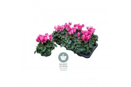 Cyclamen pers. midi super serie allure Cyclamen Midi Super Serie Allur