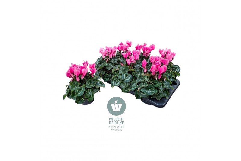 Cyclamen pers. midi super serie allure Cyclamen Midi Super Serie Allur 