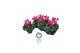 Cyclamen pers. midi super serie allure Cyclamen Midi Super Serie Allur 