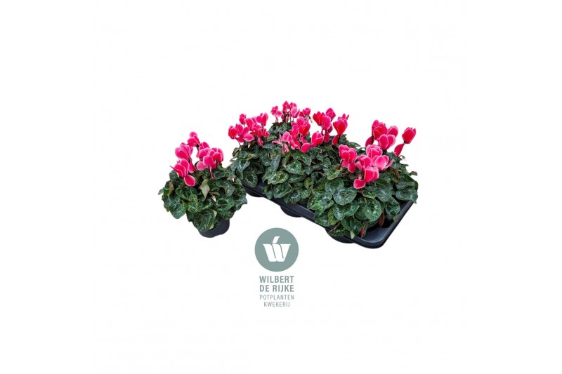 Cyclamen pers. midi super serie allure Cyclamen Midi Super Serie Allur 
