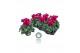 Cyclamen pers. midi super serie allure Cyclamen Midi Super Serie Allur 