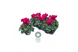 Cyclamen pers. midi super serie allure Cyclamen Midi Super Serie Allur