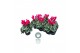Cyclamen pers. midi super serie rembrandt Cyclamen Midi Super Serie Re 
