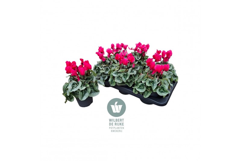 Cyclamen pers. midi super serie rembrandt Cyclamen Midi Super Serie Re 