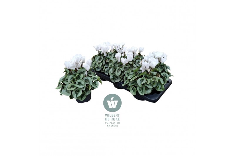 Cyclamen pers. midi super serie rembrandt Cyclamen Midi Super Serie Re 