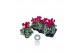 Cyclamen pers. midi super serie rembrandt Cyclamen Midi Super Serie Re 