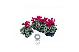 Cyclamen pers. midi super serie rembrandt Cyclamen Midi Super Serie Re