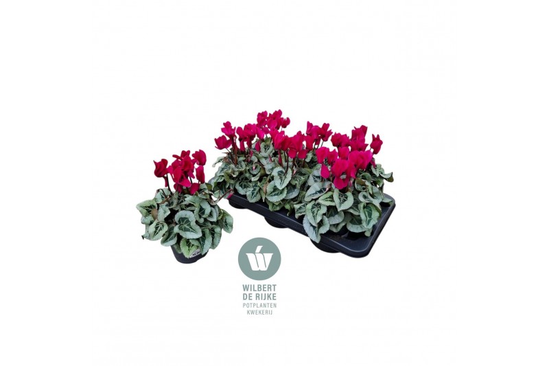 Cyclamen pers. midi super serie rembrandt Cyclamen Midi Super Serie Re 