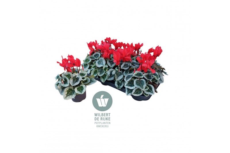 Cyclamen pers. midi super serie rembrandt Cyclamen Midi Super Serie Re 