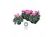 Cyclamen pers. midi super serie rembrandt Cyclamen Midi Super Serie Re 