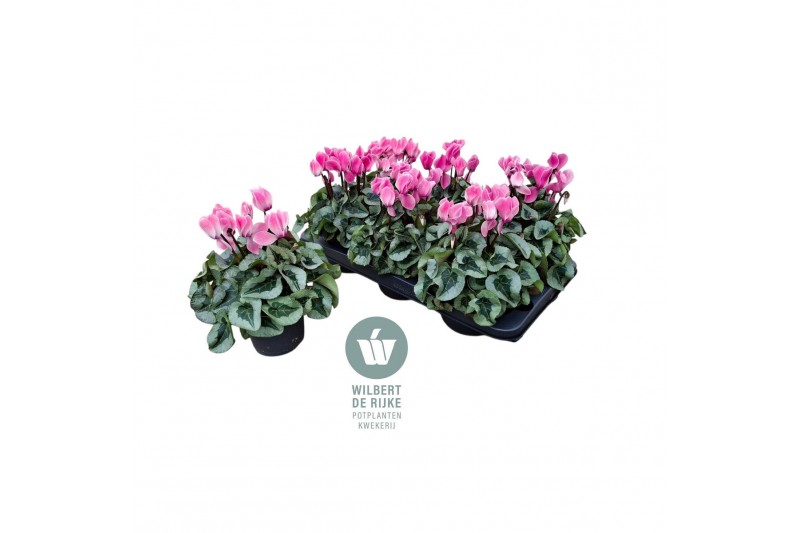 Cyclamen pers. midi super serie rembrandt Cyclamen Midi Super Serie Re 