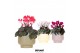 Cyclamen pers. midi Cyclamen mix in Scandic pot green mix 25 cm diamet 