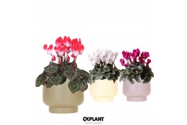 Cyclamen pers. midi Cyclamen mix in Scandic pot green mix 25 cm diamet